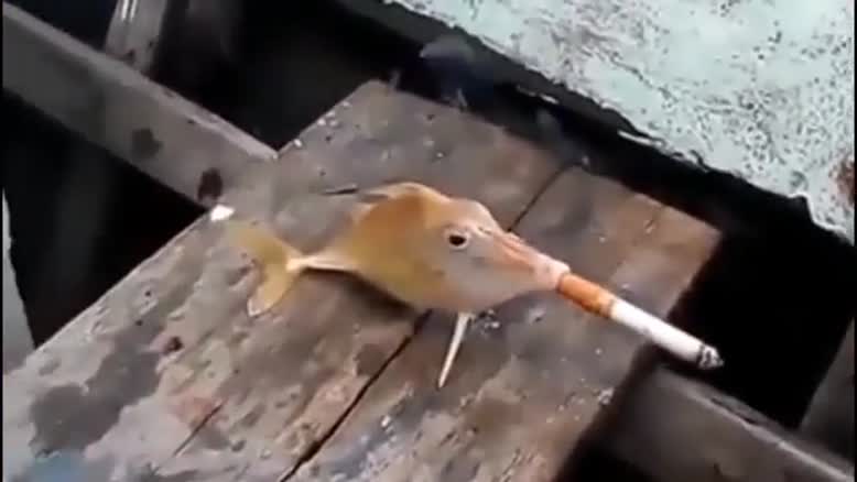 ماهی سیگاری+ فیلم