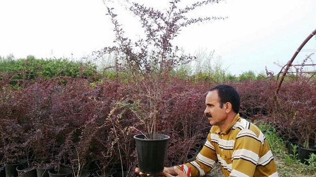  نسیم این گلخانه به بازار کار وزید/ اشتغالزایی برای 19 نفر در گلستان باغبان گلستانی