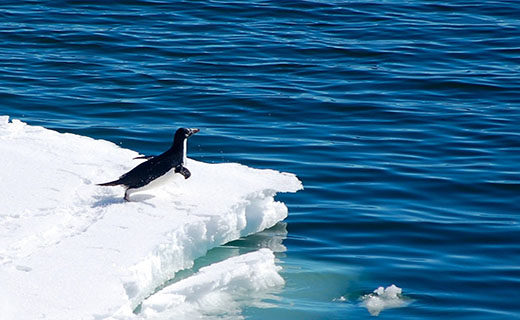 چرا پنگوئن‌ها دوست جلویی خود را هل می‌دهند؟ +عکس