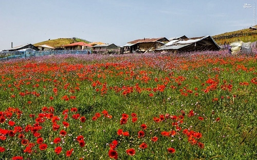 عکس/ مطمئن باشید اینجا ایران است